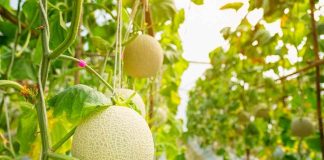 Desarrollan melón larga vida a través de edición genética
