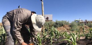 Dos proyectos chilenos se adjudican fondos de programa internacional de innovación social