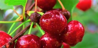 El Clima y sus Implicancias en la Producción de Cerezos