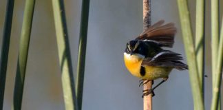 El trabajo del SAG para cuidar de FIU, la mascota de Santiago 2023