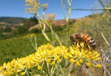 En Ñuble seminario mostrará proyecto que utiliza sensores remotos para impulsar la apicultura natural regenerativa