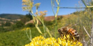 En Ñuble seminario mostrará proyecto que utiliza sensores remotos para impulsar la apicultura natural regenerativa