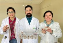 En su día: ingenieros en alimentos de INIA Remehue hacen estudio de consumidores de barras de cereales hechas con algas marinas