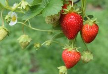 Estudio busca mejorar la calidad de la frutilla comercial en Chile