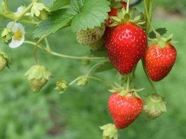 Estudio busca mejorar la calidad de la frutilla comercial en Chile