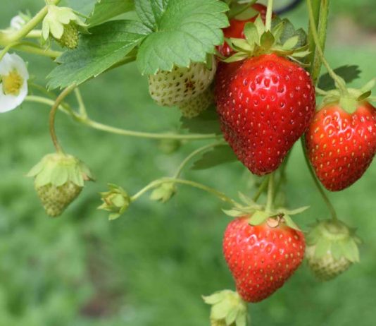 Estudio busca mejorar la calidad de la frutilla comercial en Chile