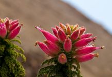 Evitan extinción de 137 especies amenazadas gracias a iniciativa que busca conservar la flora nativa de la Región de Antofagasta