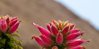 Evitan extinción de 137 especies amenazadas gracias a iniciativa que busca conservar la flora nativa de la Región de Antofagasta