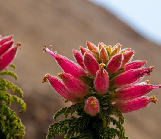 Evitan extinción de 137 especies amenazadas gracias a iniciativa que busca conservar la flora nativa de la Región de Antofagasta