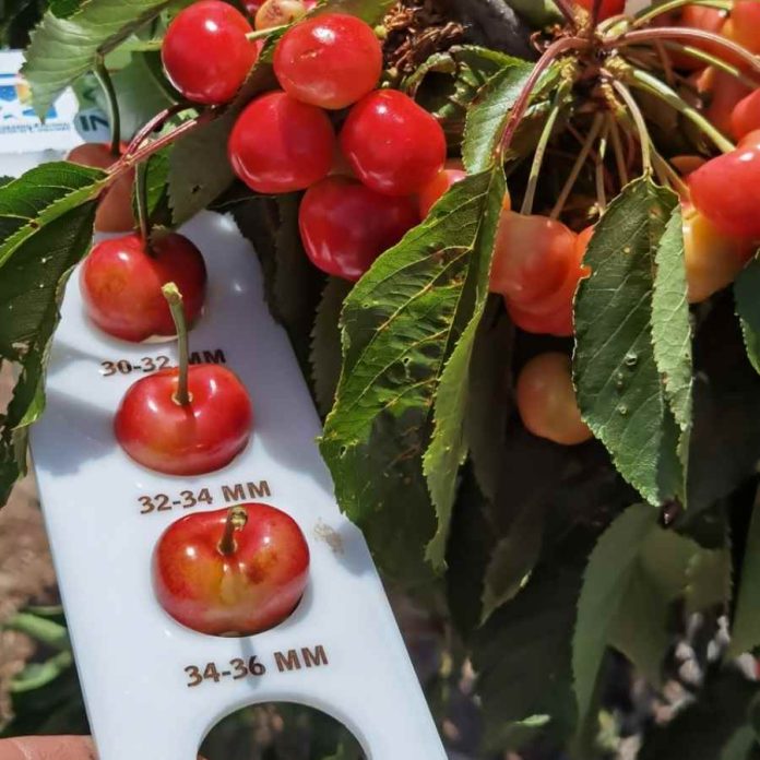 INIA y Biofrutales logran importante paso para inscribir primera variedad de cerezo 100% chilena