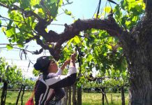 Investigadores de la PUC aplican modelo que reduce el uso de fungicidas en la producción de uva de mesa