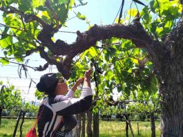 Investigadores de la PUC aplican modelo que reduce el uso de fungicidas en la producción de uva de mesa