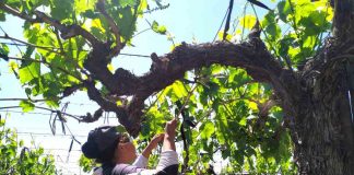 Investigadores de la PUC aplican modelo que reduce el uso de fungicidas en la producción de uva de mesa
