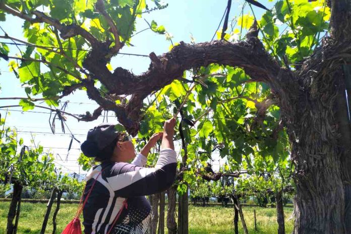 Investigadores de la PUC aplican modelo que reduce el uso de fungicidas en la producción de uva de mesa