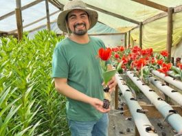 Joven emprendedor de Yumbel se posiciona en el mercado con sus flores y hortalizas