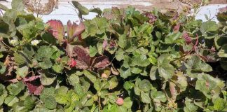 Nueva ficha técnica: avances y desafíos en el manejo del nemátodo de la frutilla