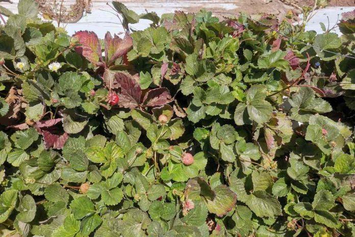 Nueva ficha técnica: avances y desafíos en el manejo del nemátodo de la frutilla