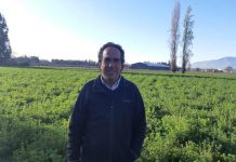 Onizzo busca fortalecer sus exportaciones de ciruelas secas y debutar con las frescas