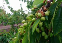 Precipitaciones de primavera y efectos en la fruta
