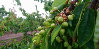 Precipitaciones de primavera y efectos en la fruta