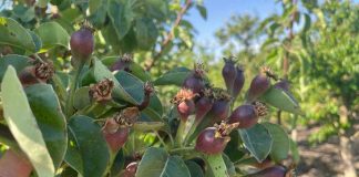 Primaveras complejas, ¿producción incierta?
