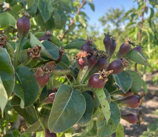 Primaveras complejas, ¿producción incierta? Primaveras complejas, ¿producción incierta?