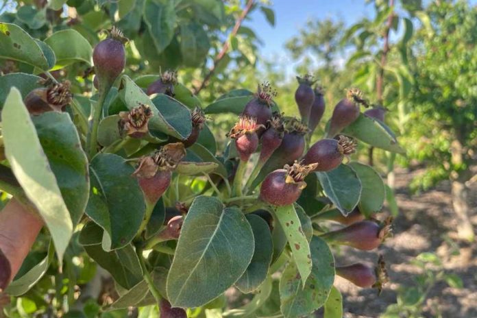 Primaveras complejas, ¿producción incierta?