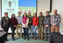 Programa Territorial Integrado de la Carne Bovina de Los Lagos busca continuar reforzando su marca y el posicionamiento del sector