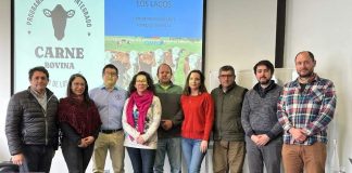 Programa Territorial Integrado de la Carne Bovina de Los Lagos busca continuar reforzando su marca y el posicionamiento del sector