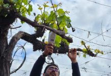 Promueven sustentabilidad e innovación tecnológica en métodos productivos de agricultores del Valle del Aconcagua