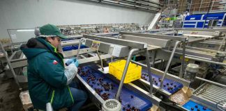 SAG busca inspectores de fruta para temporada de exportaciones agrícolas 2023-2024