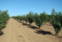 Uso Responsable del Agua en el Cultivo de Cerezos en Chile