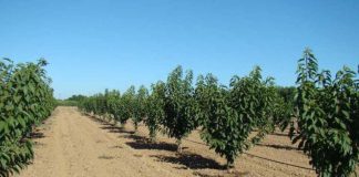 Uso Responsable del Agua en el Cultivo de Cerezos en Chile