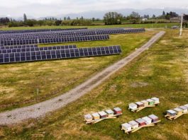colmenas fotovoltaicas en im2; nueva tendencia de economía circular