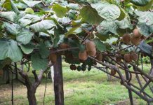 Científicos chilenos avanzan en el desarrollo de cultivos de kiwi y tomate resistentes a la salinidad y la sequía