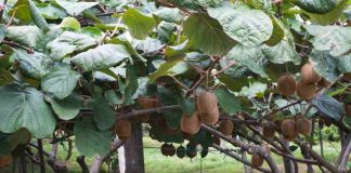 Científicos chilenos avanzan en el desarrollo de cultivos de kiwi y tomate resistentes a la salinidad y la sequía