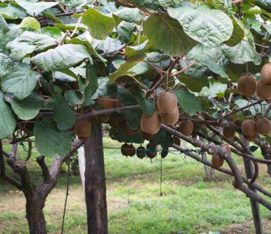 Científicos chilenos avanzan en el desarrollo de cultivos de kiwi y tomate resistentes a la salinidad y la sequía