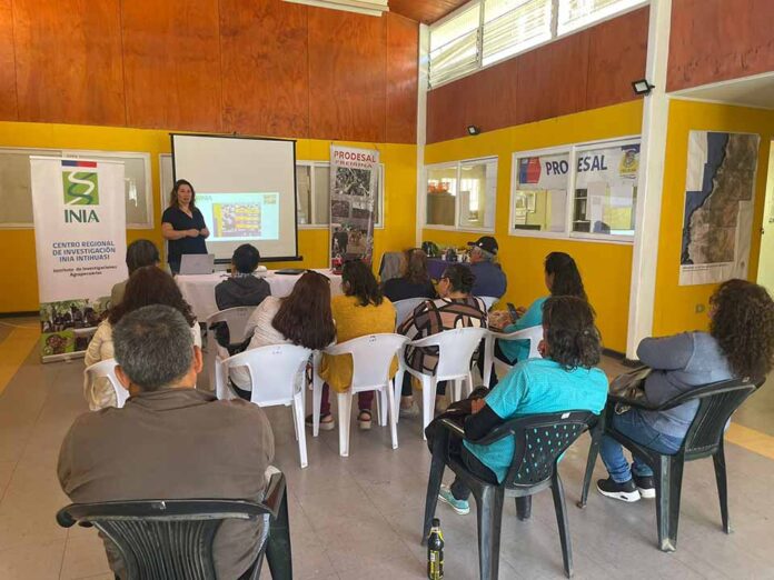 “Aceitunas de mesa Freirina” olivicultores buscarán inscribir marca colectiva para agregar valor a su producción y al territorio