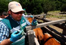Científicos de la UdeC desarrollaron prototipo de vacuna contra virus que afecta a bovinos