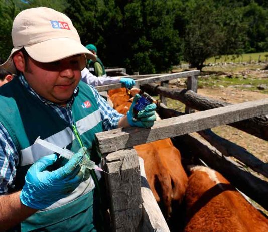 Científicos de la UdeC desarrollaron prototipo de vacuna contra virus que afecta a bovinos