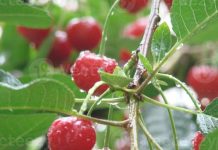 Cómo las lluvias impactan la producción de cerezas en Chile