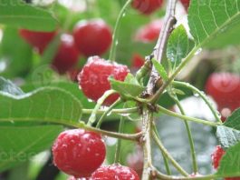 Cómo las lluvias impactan la producción de cerezas en Chile