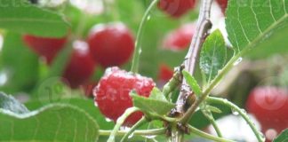 Cómo las lluvias impactan la producción de cerezas en Chile