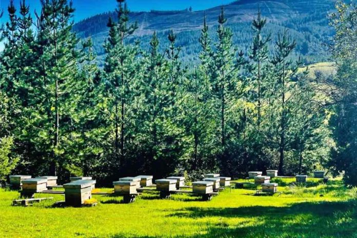 Con drones, imágenes satelitales y SIG estudian áreas de Ñuble para implementar apicultura natural regenerativa