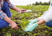 Corfo anuncia nuevos programas por más de $7.000 millones para el desarrollo sostenible en la agricultura