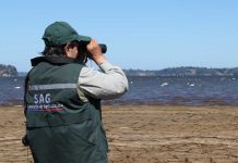 En el Día de la Fauna Chilena SAG presenta plataforma con datos de aves silvestres en territorio nacional