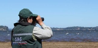 En el Día de la Fauna Chilena SAG presenta plataforma con datos de aves silvestres en territorio nacional