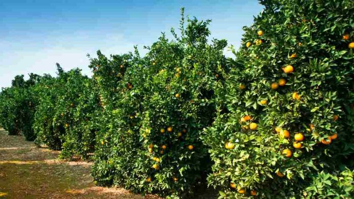 Comité de Cítricos de Frutas de Chile: Exportaciones de cítricos aumentan durante temporada 2023