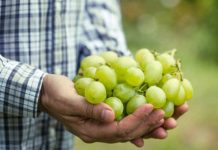 Fruticultura de la Uva de Mesa sigue avanzando en Systems Approach a la espera de firma de protocolo por parte de Estados Unidos