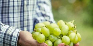 Fruticultura de la Uva de Mesa sigue avanzando en Systems Approach a la espera de firma de protocolo por parte de Estados Unidos